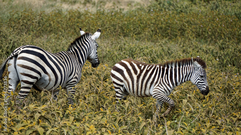 Obraz premium zebra in the serengeti park
