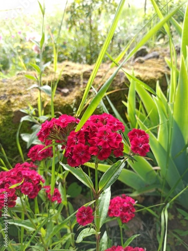 Sweet William, Œillet de poète, Œillet barbu - Dianthus barbatus - Caryophyllaceae, Caryophyllacées photo