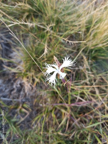 Fringed pink, Large pink, Œillet superbe - Dianthus superbus - Caryophyllaceae, Caryophyllacées photo