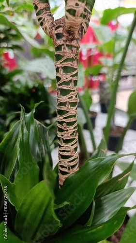 Corn plant, Sandragon, Drecina, Dracéna Odorante, dragonnier parfumé - Dracaena Fragrans, Aletris fragrans, Sansevieria fragrans - Asparagacées, Asparagaceae photo