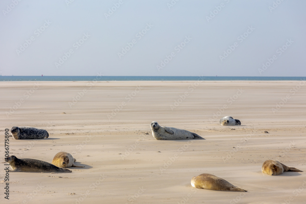 Seals in its natural habitat laying on the beach and dune in Dutch north sea coastline (Noordzee) The earless phocids or true seals are one of the three main groups of mammals, Pinnipedia, Netherlands Seals in its natural habitat laying on the beach and dune in Dutch north sea coastline (Noordzee) The earless phocids or true seals are one of the three main groups of mammals, Pinnipedia, Netherlands