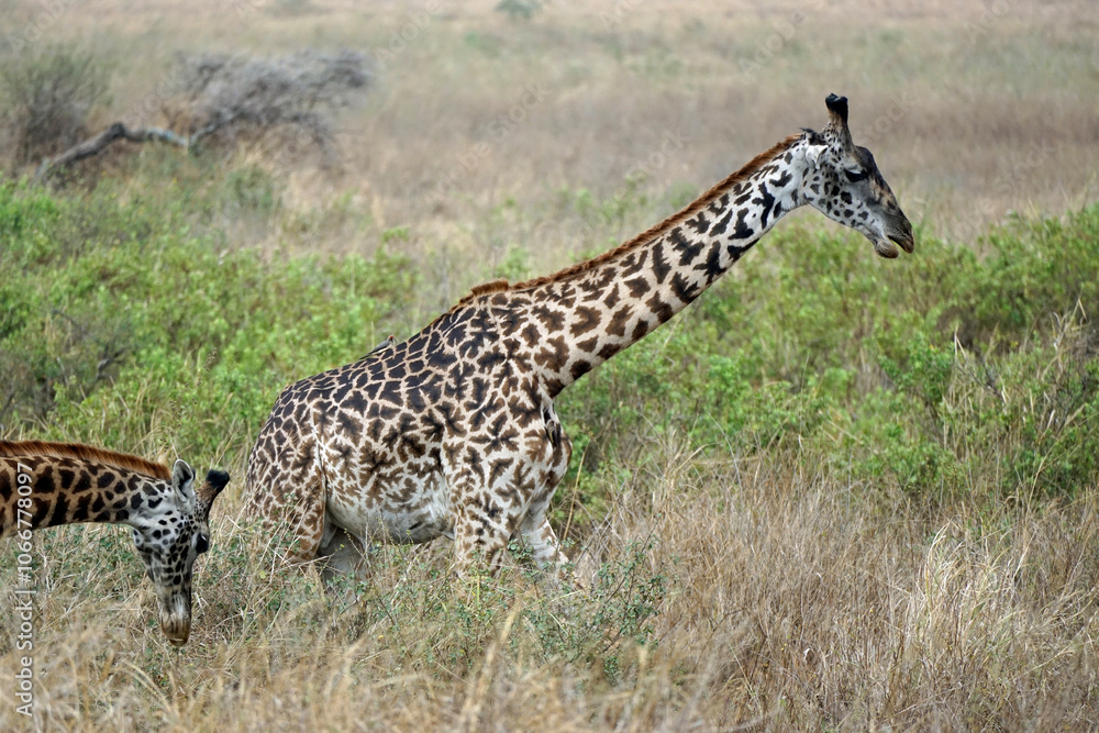 Obraz premium giraffe in the serengeti park