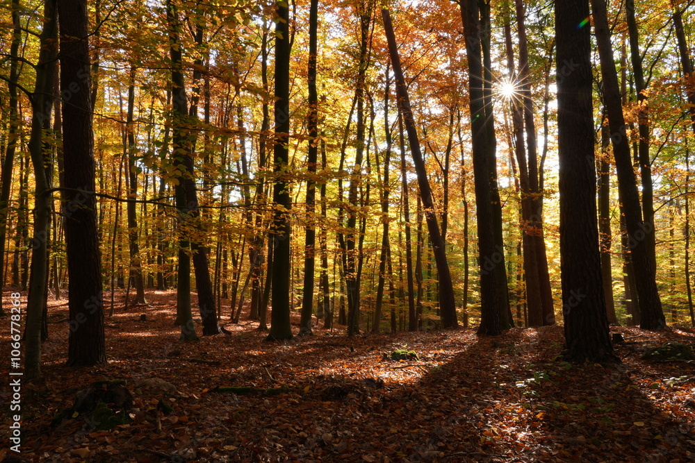 Obraz premium Buchenwald im Herbst