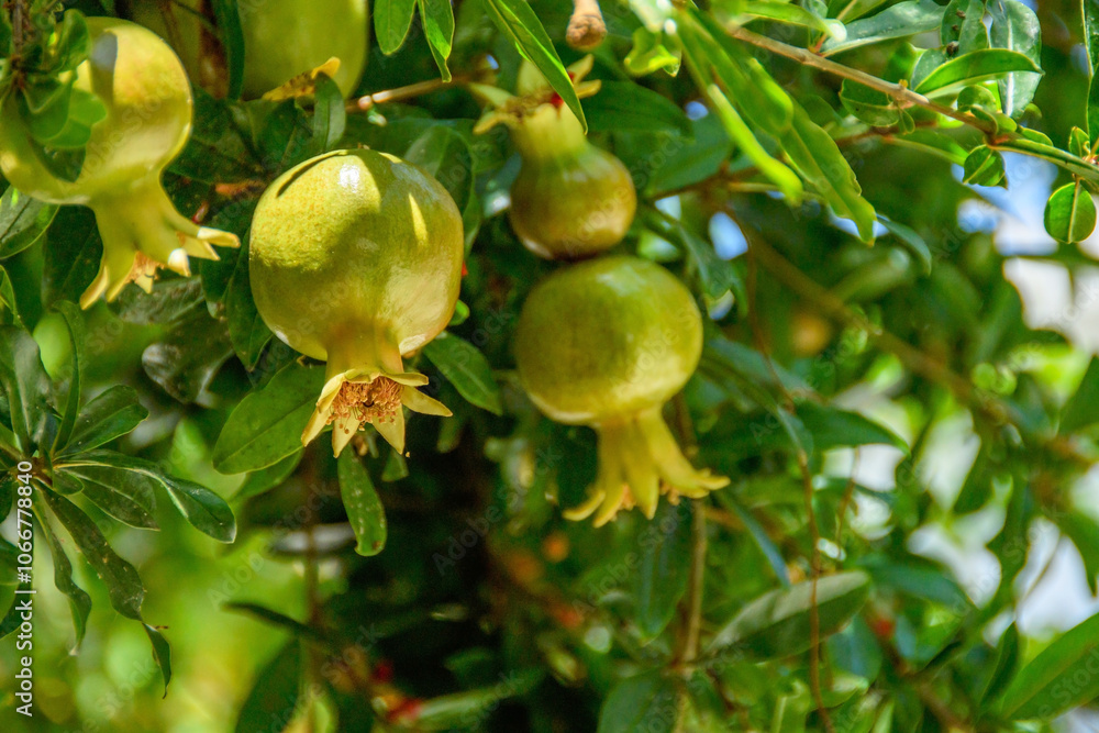 Obraz premium A pomegranate tree growing and bearing fruit, over the wall of a courtyard garden.