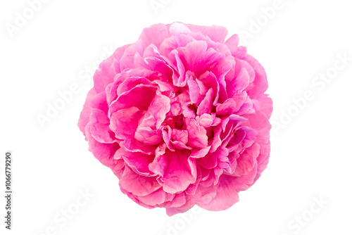 różowy kwiat, piwonia, peony, pink flower, happy flower, thankful flower, isolated