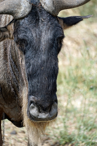 wildebeast in the serengeti park photo