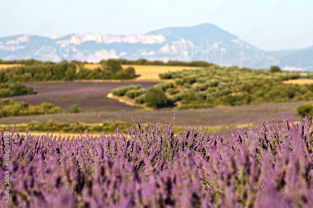 Obraz premium Prowansalskie pola lawendy z piękną górą w tle. Prowansja latem, fioletowe wzgórza