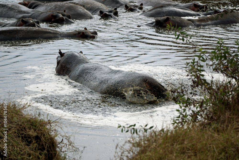 Naklejka premium large group of hippos at a pond