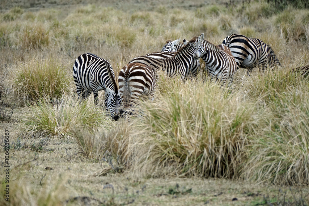 Obraz premium zebra in the serengeti park