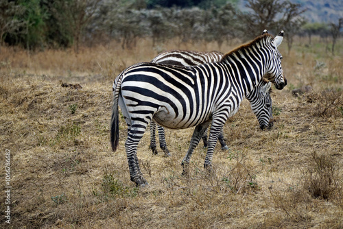 zebra in the serengeti park