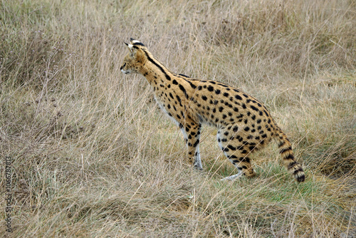 Canvas Print African Serval in the Serengeti