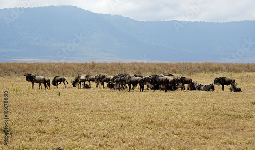 wildebeast in the serengeti park photo