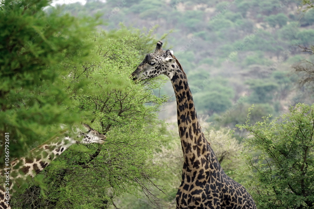 Naklejka premium giraffe in the serengeti park