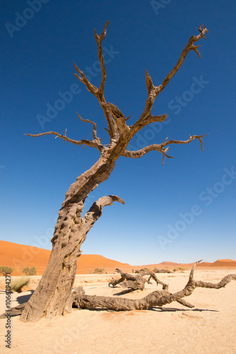 Ancient dry trees stand on a white clay soil, creating a stunning visual contrast in Deadvlei National Park in Namibia