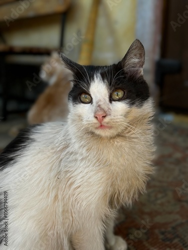 An affectionate black and white cat with a playful expression relaxing indoors on a soft rug