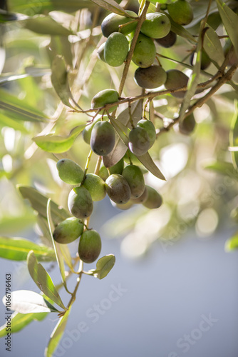 Olives for oil production ripening on the tree