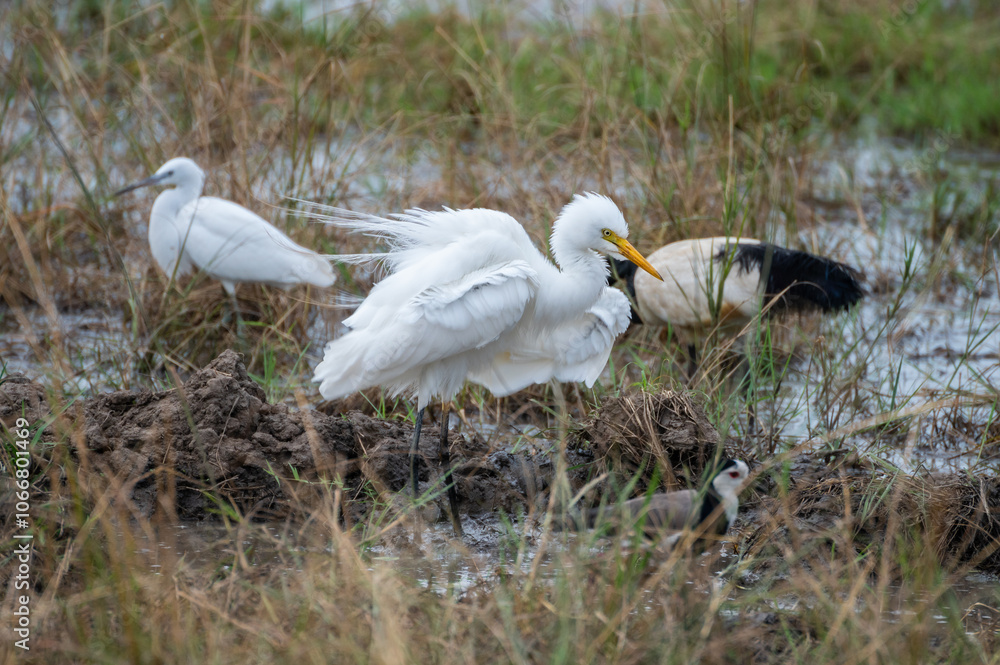 Black-headed ibis that is standing in the water, Akagera National Park Rwanda Black-headed ibis that is standing in the water, Akagera National Park Rwanda