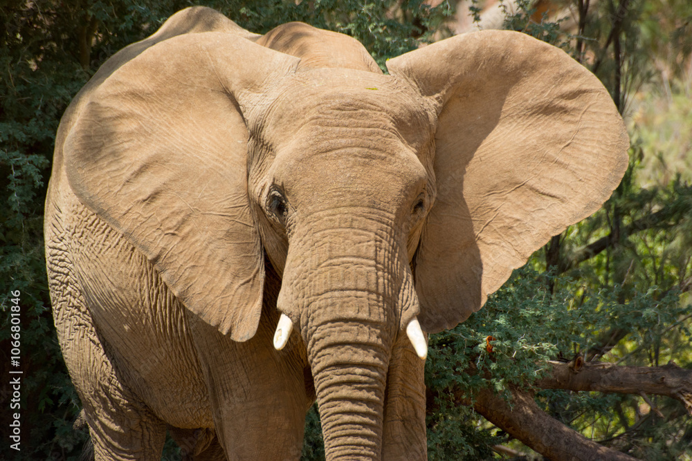Fototapeta premium African elephant in the wild
