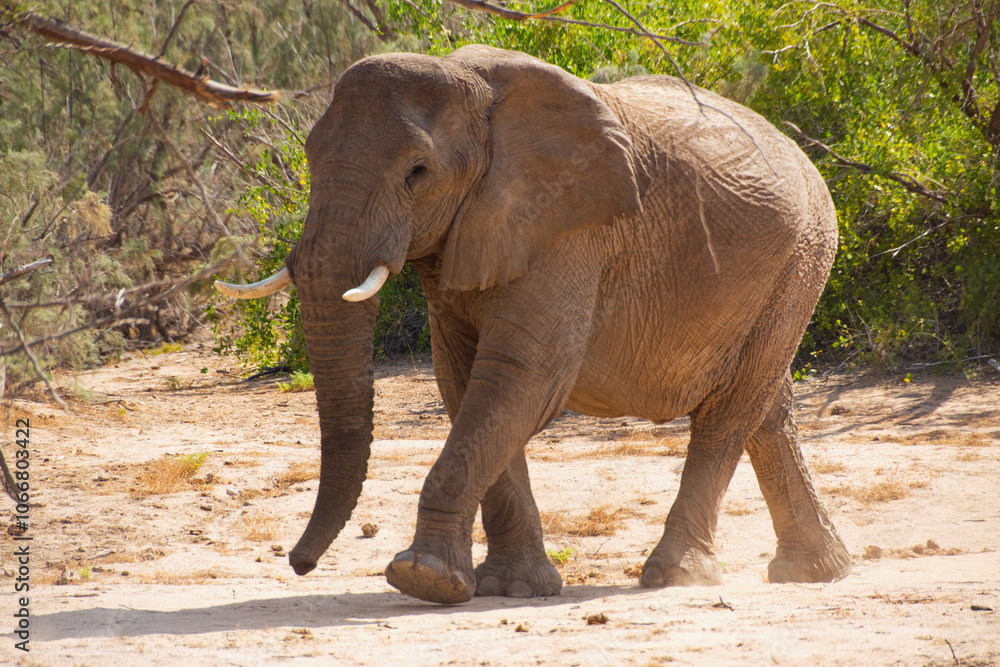 Fototapeta premium African elephant in the wild