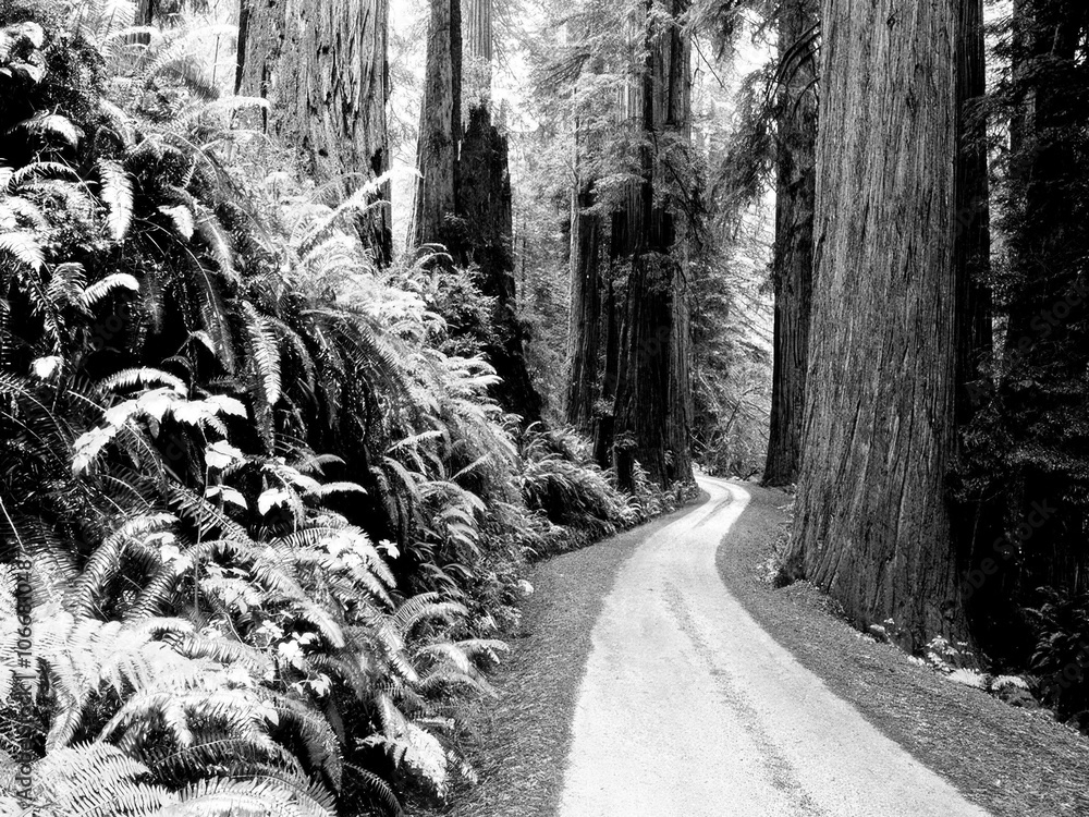 Naklejka premium Autumn Nature Black and White Grayscale Background