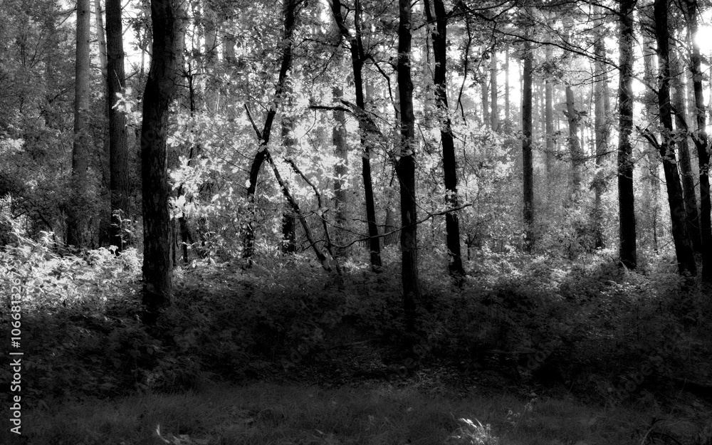 Fototapeta premium Black and White Forest Natural Background