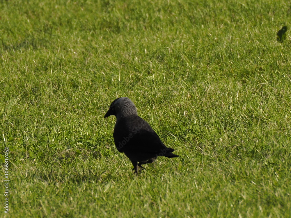 Black Crow on Green Grass Field Under Bright Sunlight Black Crow on Green Grass Field Under Bright Sunlight