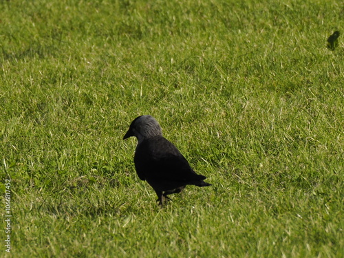 Black Crow on Green Grass Field Under Bright Sunlight photo