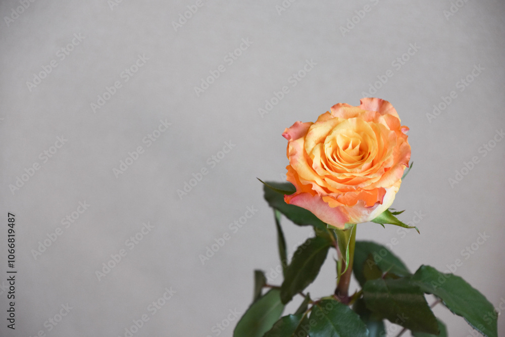 オレンジ色のばら