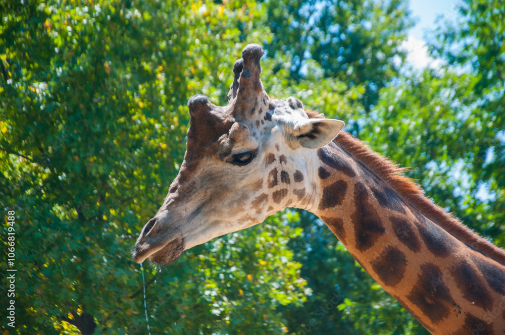 Large red spotted giraffe. African giraffes Large red spotted giraffe. African giraffes