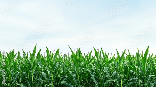 Lush green corn field against a bright clear sky in a serene rural landscape.