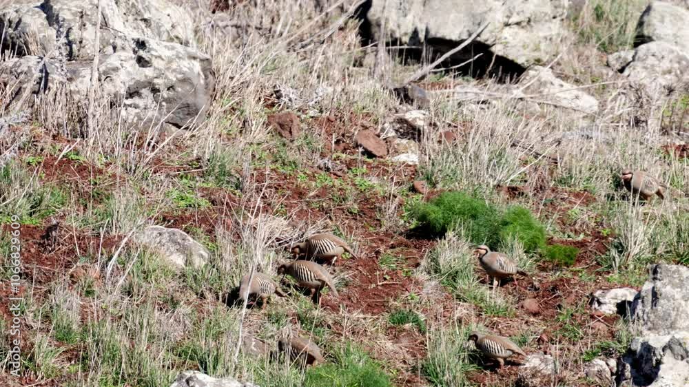Fllock of Chukar partridges (Alectoris chukar) Fllock of Chukar partridges (Alectoris chukar)