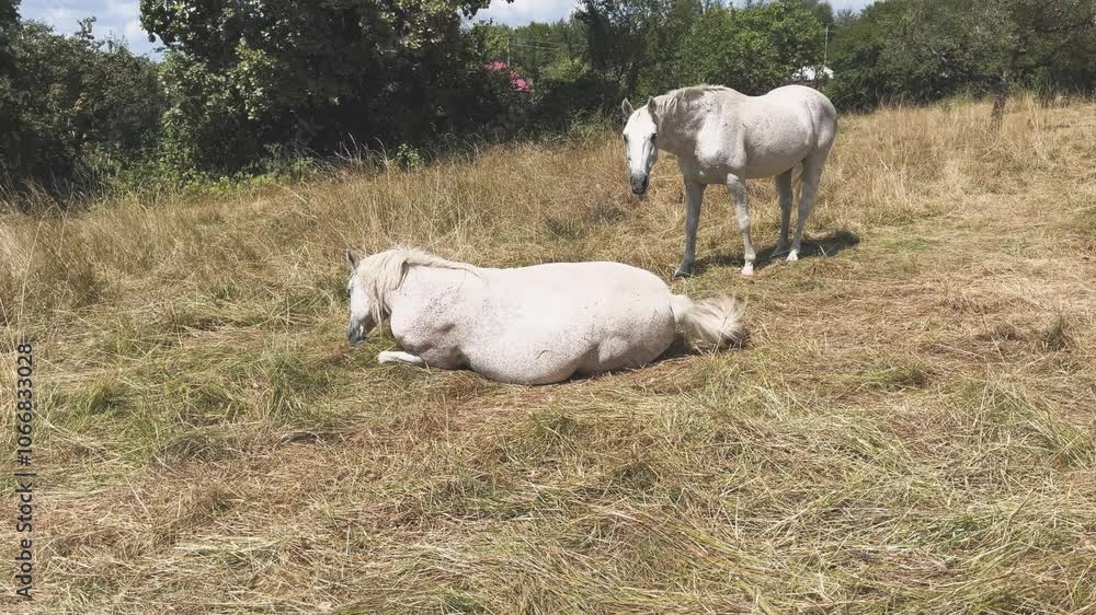 Horses roll in grass or dust to clean their skin Horses roll in grass or dust to clean their skin