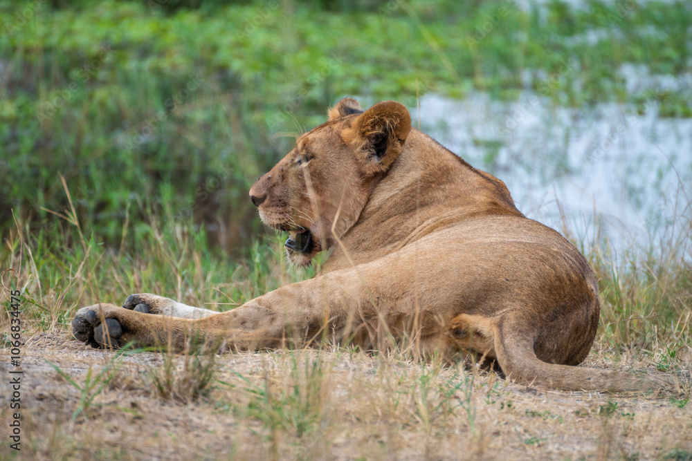 Lion is laying in the grass after hunting, Akagera National Park Rwanda Lion is laying in the grass after hunting, Akagera National Park Rwanda