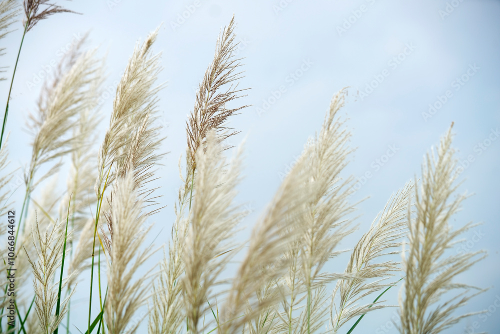 Fototapeta premium Soft Pampas Grass Against a Calm Background