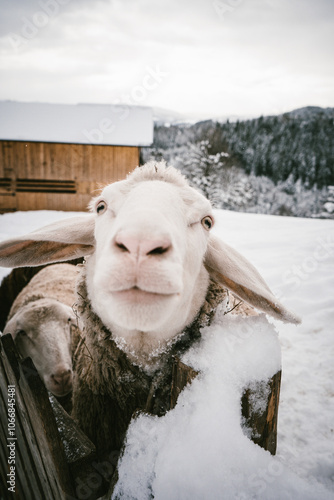 Close-up of a Curious Sheep in a Snowy Winter Farm Setting with Mountain View in the Background