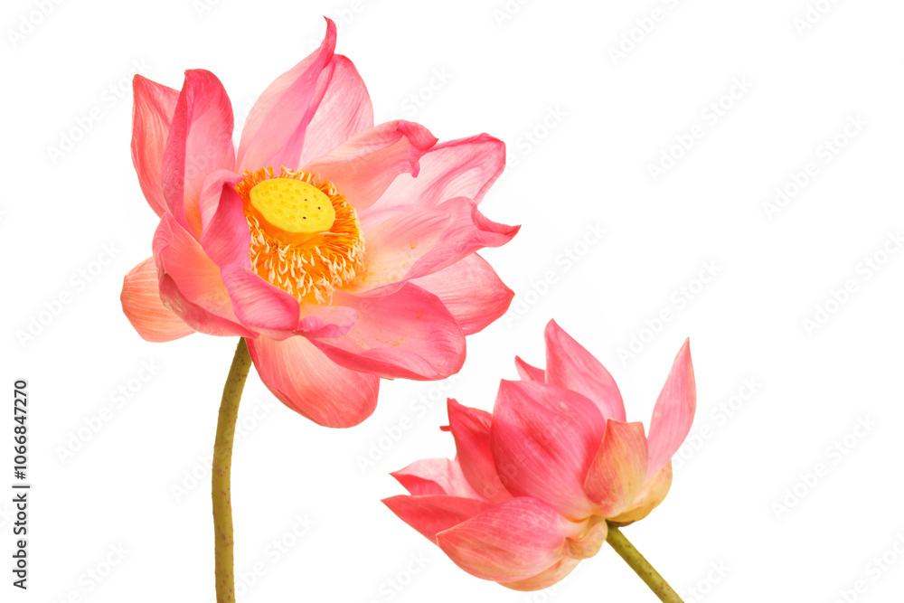 Fototapeta premium Beautiful Pink Lotus Flowers Against White Background