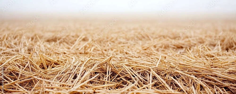 Straw-covered field in early morning fog, soft rural scene, peaceful Straw-covered field in early morning fog, soft rural scene, peaceful