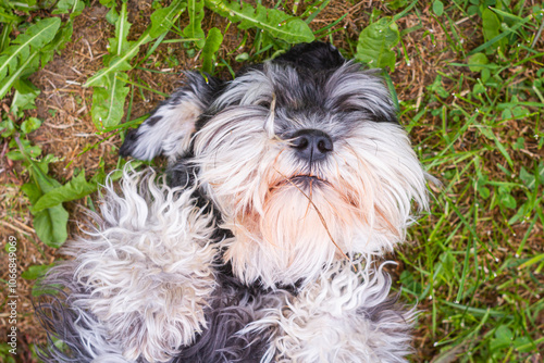 Cute schnauzer laying on the grass | Uroczy sznaucer leżący na trawie #1066849069