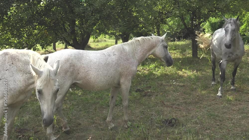 Group of horses graze grass in an orchard Group of horses graze grass in an orchard