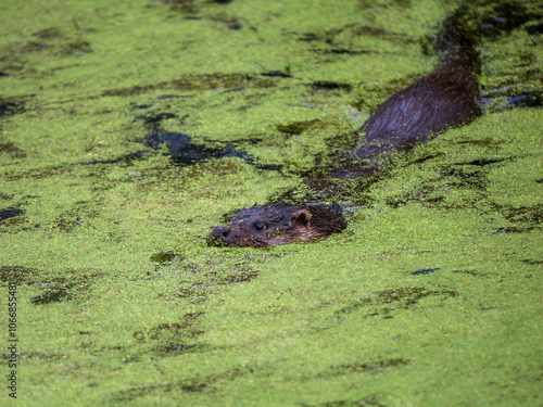 Otter Swimming in Water Covered in Algea photo