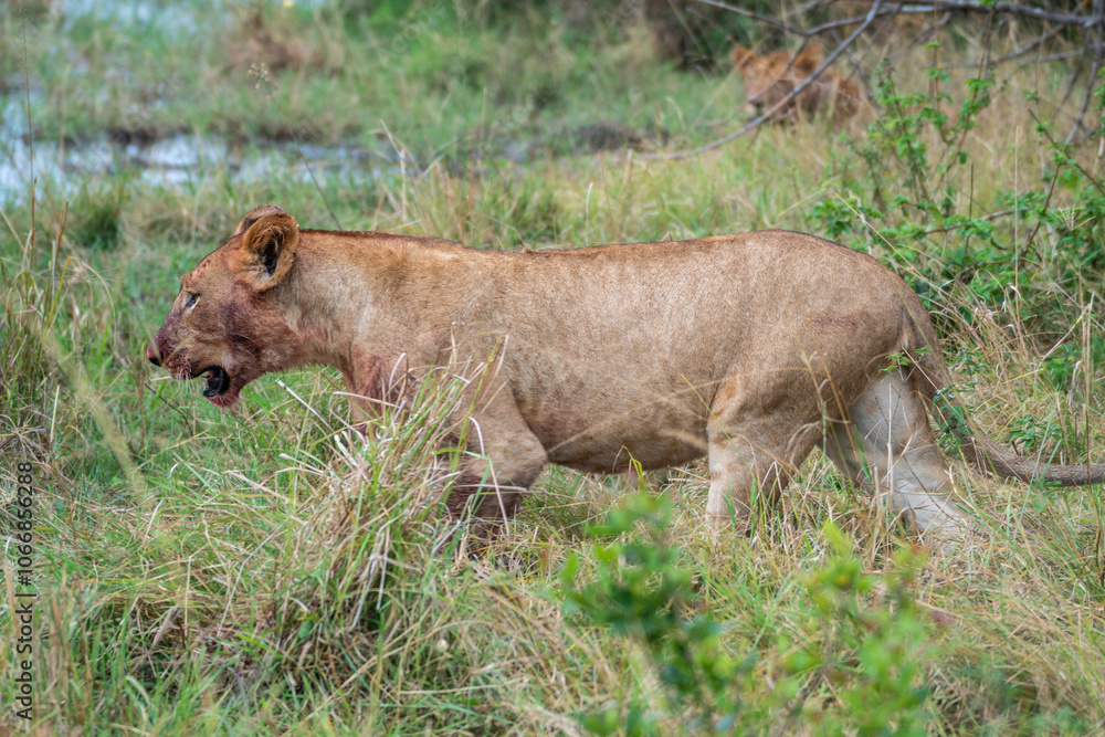 A lion cub is slowly walking through a vast field, Akagera National Park Rwanda A lion cub is slowly walking through a vast field, Akagera National Park Rwanda