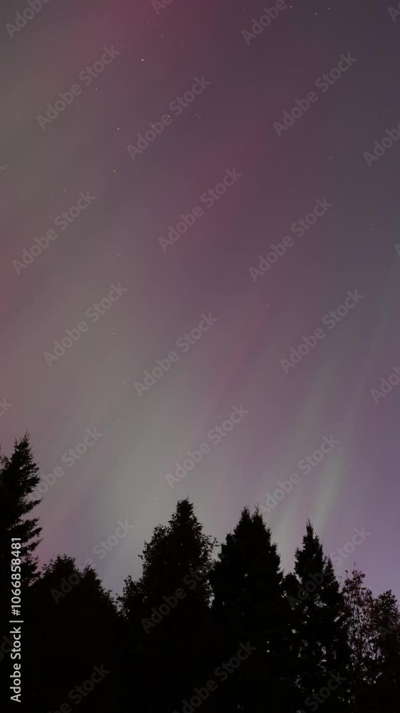 Northern Lights Dancing Over Trees In The Night Sky During A Geomagnetic Storm, Vertical Timelapse. Northern Lights Dancing Over Trees In The Night Sky During A Geomagnetic Storm, Vertical Timelapse.