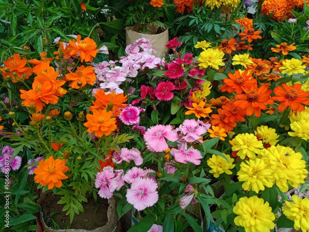 Cosmos sulphureus, Dianthus chinensis, zinnia double zahara yellow, and Sweet Willium flower in garden. Colourful flora mix cultivation. Cosmos sulphureus, Dianthus chinensis, zinnia double zahara yellow, and Sweet Willium flower in garden. Colourful flora mix cultivation.