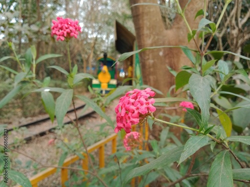 Panama rose red flora in botanical garden. Rondeletia leucophylla flowers in nature.  Panama rose blossoms on green nature. 
 photo