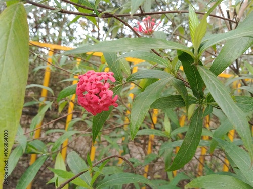 Panama rose red flora in botanical garden. Rondeletia leucophylla flowers in nature.  Panama rose blossoms on green nature. 
 photo