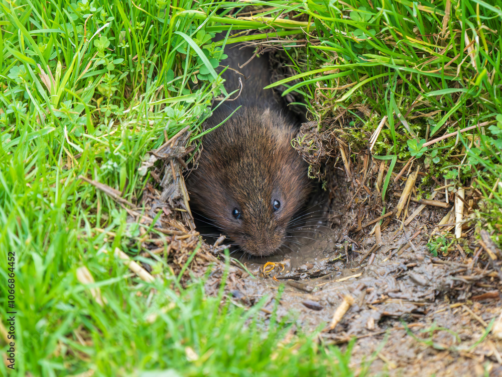 Watrer Vole Feeding From a Burrow Watrer Vole Feeding From a Burrow