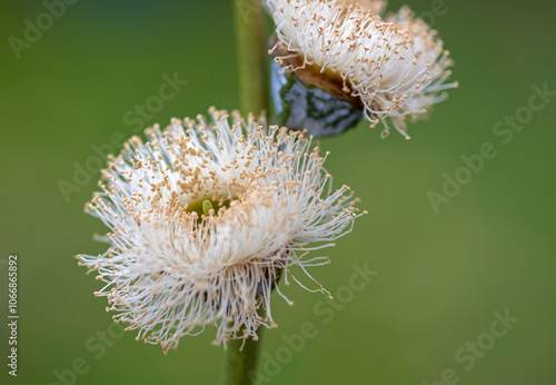 Eukalyptus-Blüten photo