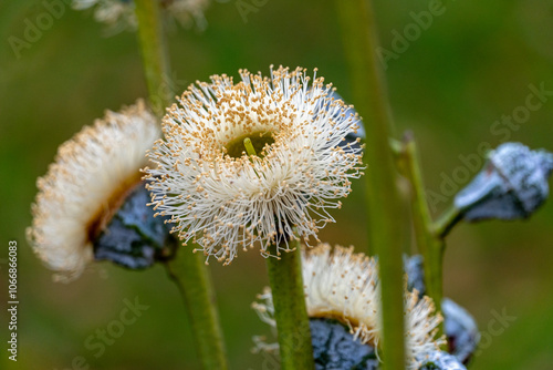 Eukalyptus-Blüten photo