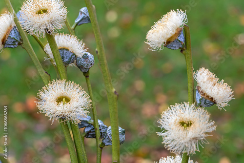 Eukalyptus-Blüten photo