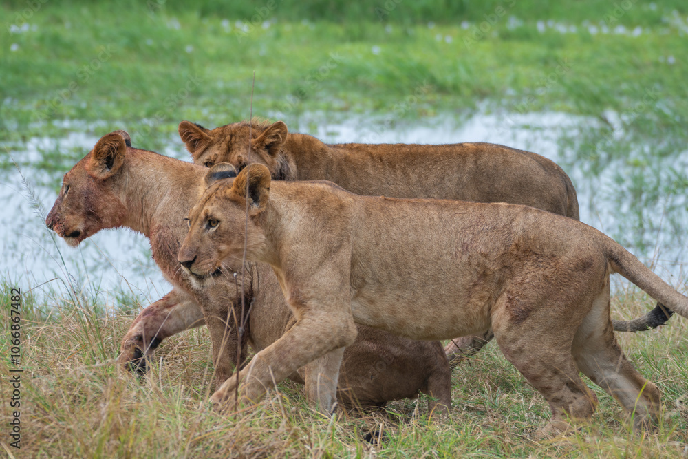 Three lion cubs walk in the grass, Akagera National Park Rwanda Three lion cubs walk in the grass, Akagera National Park Rwanda